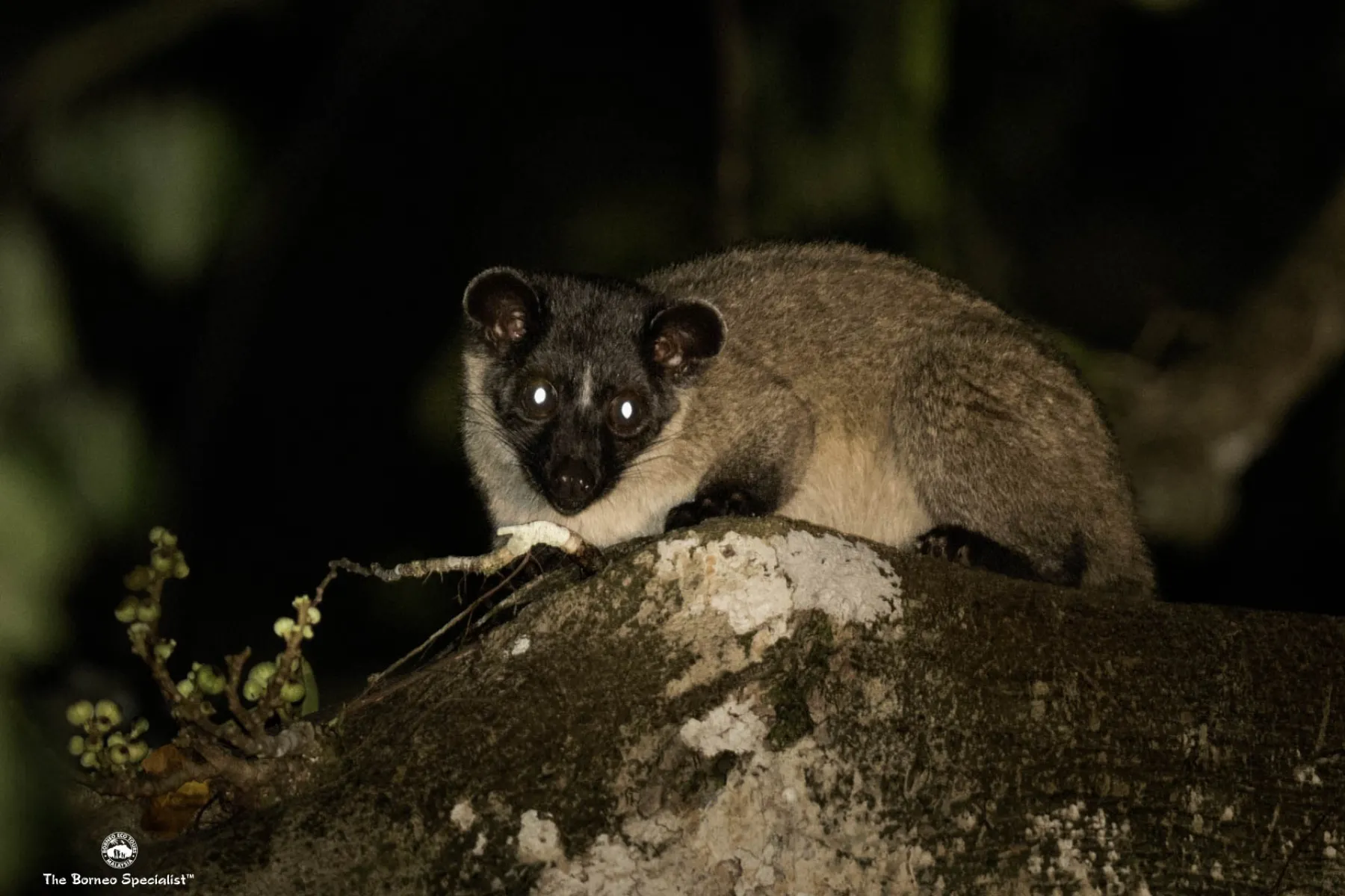Small toothed palm civet