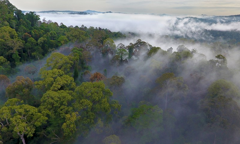 Ancient Rainforest of Borneo
