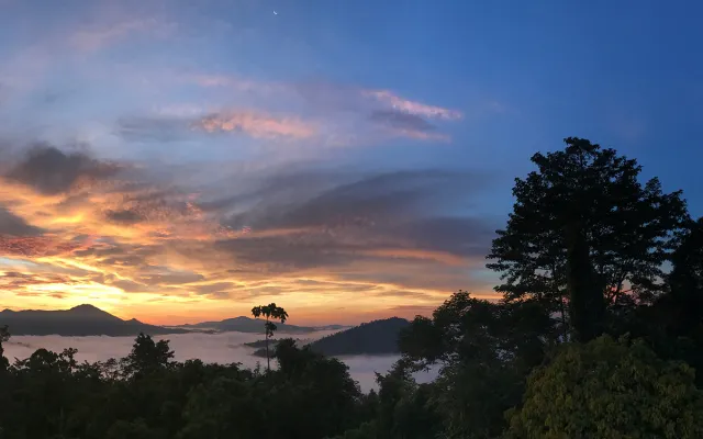 The Last Undisturbed Rainforests