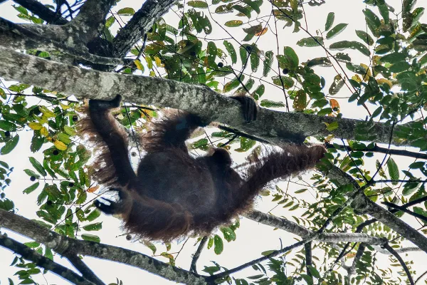 Deramakot Forest Wildlife Safari - Day 4