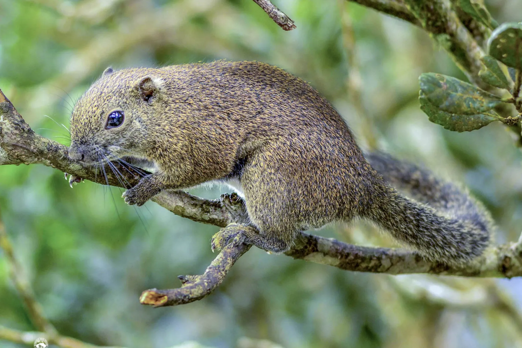 Bornean black banded squirrel