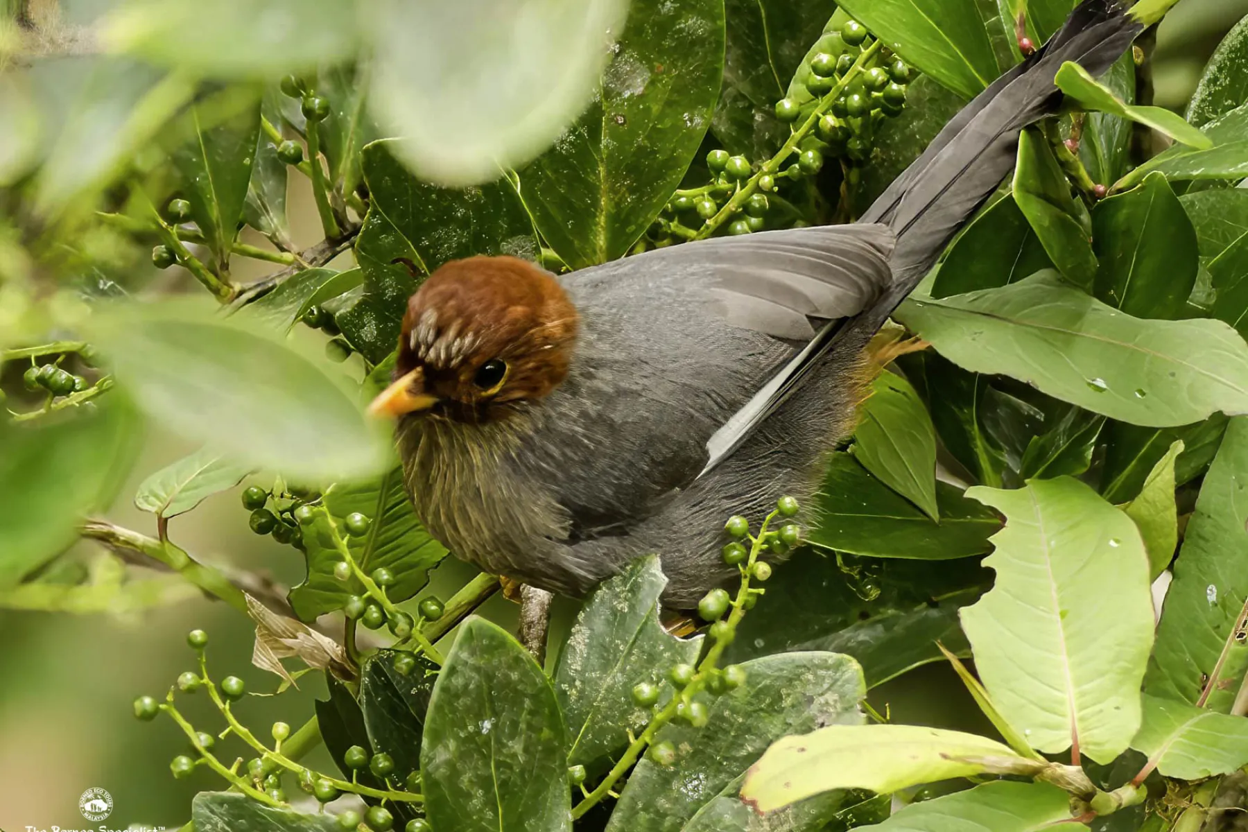 chestnut hood laughing thrush