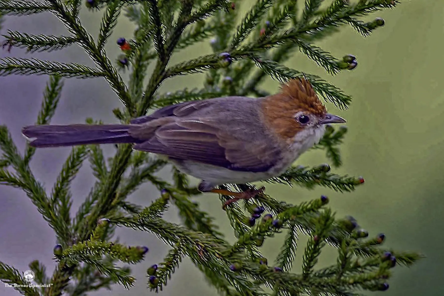 chestnut hood laughing thrush