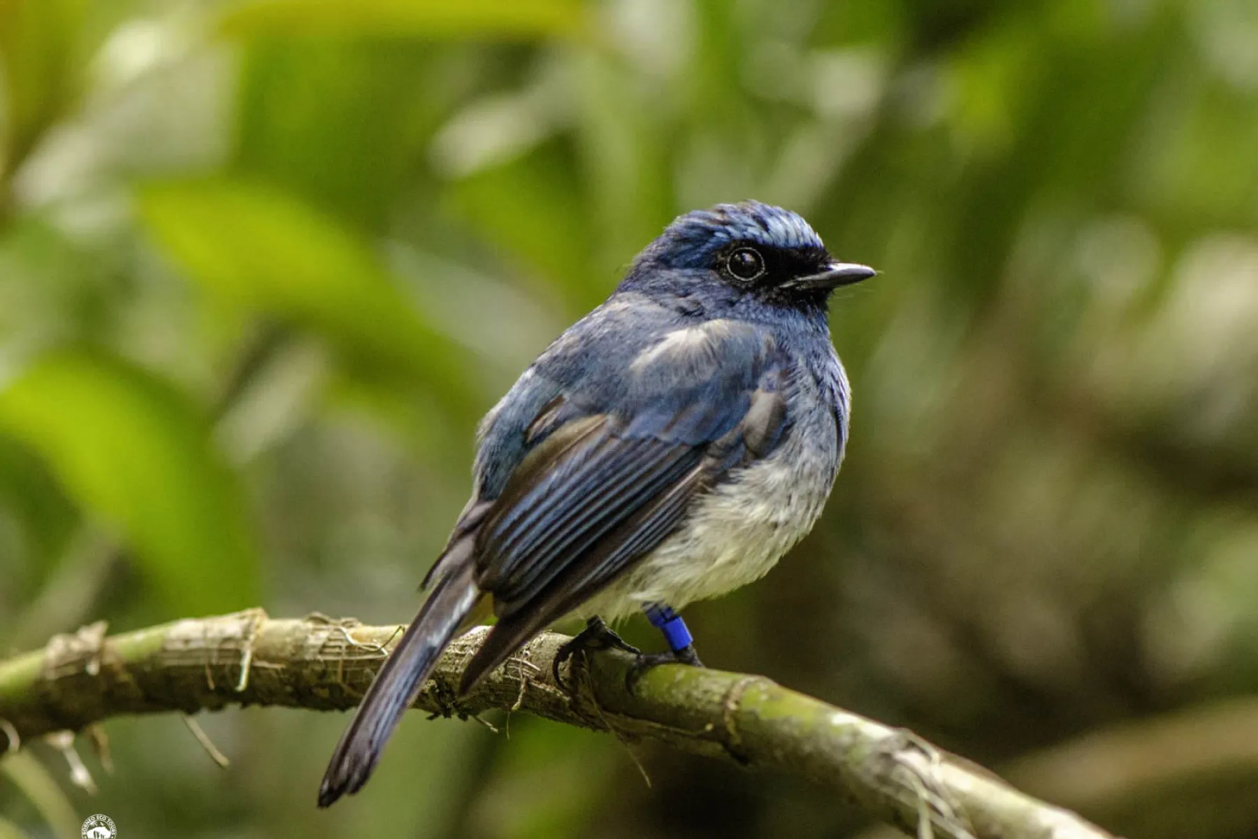 Indigo flycatcher