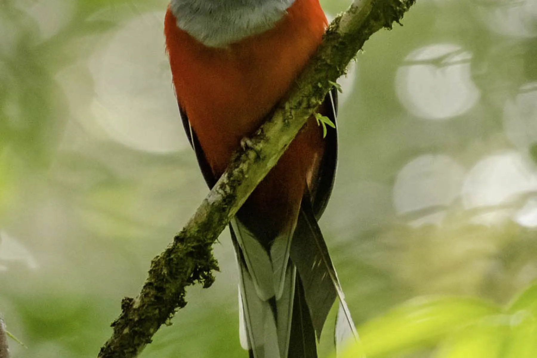 Whitehead trogon