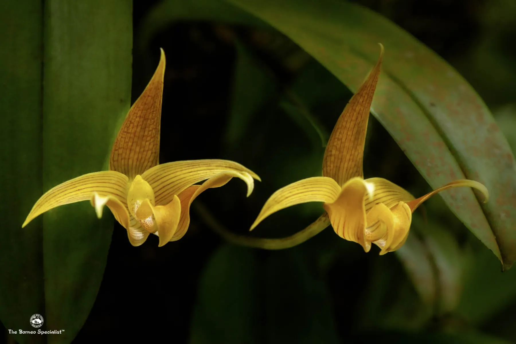 bulbophyllum lobbii Orchid