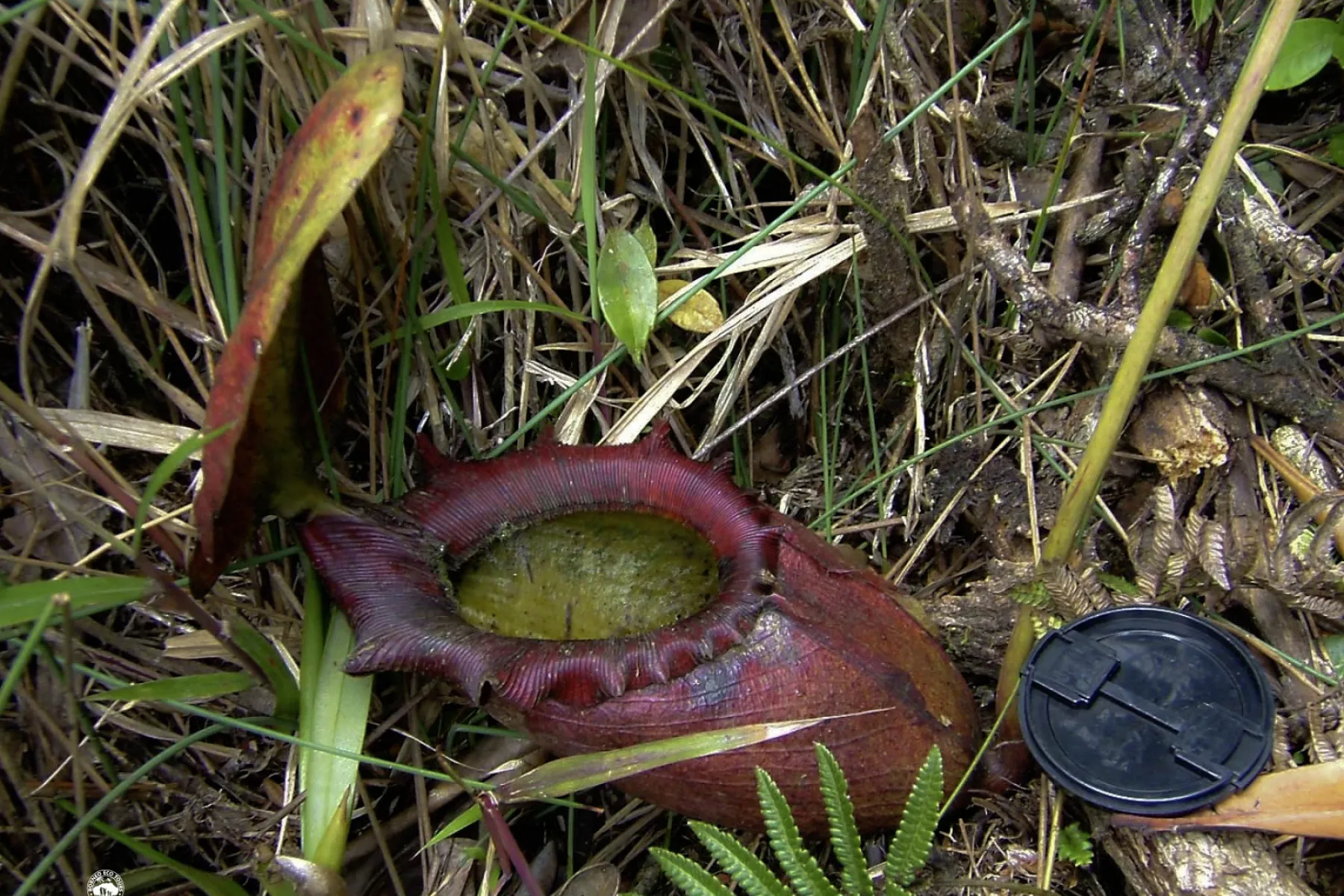 nepenthes rajah