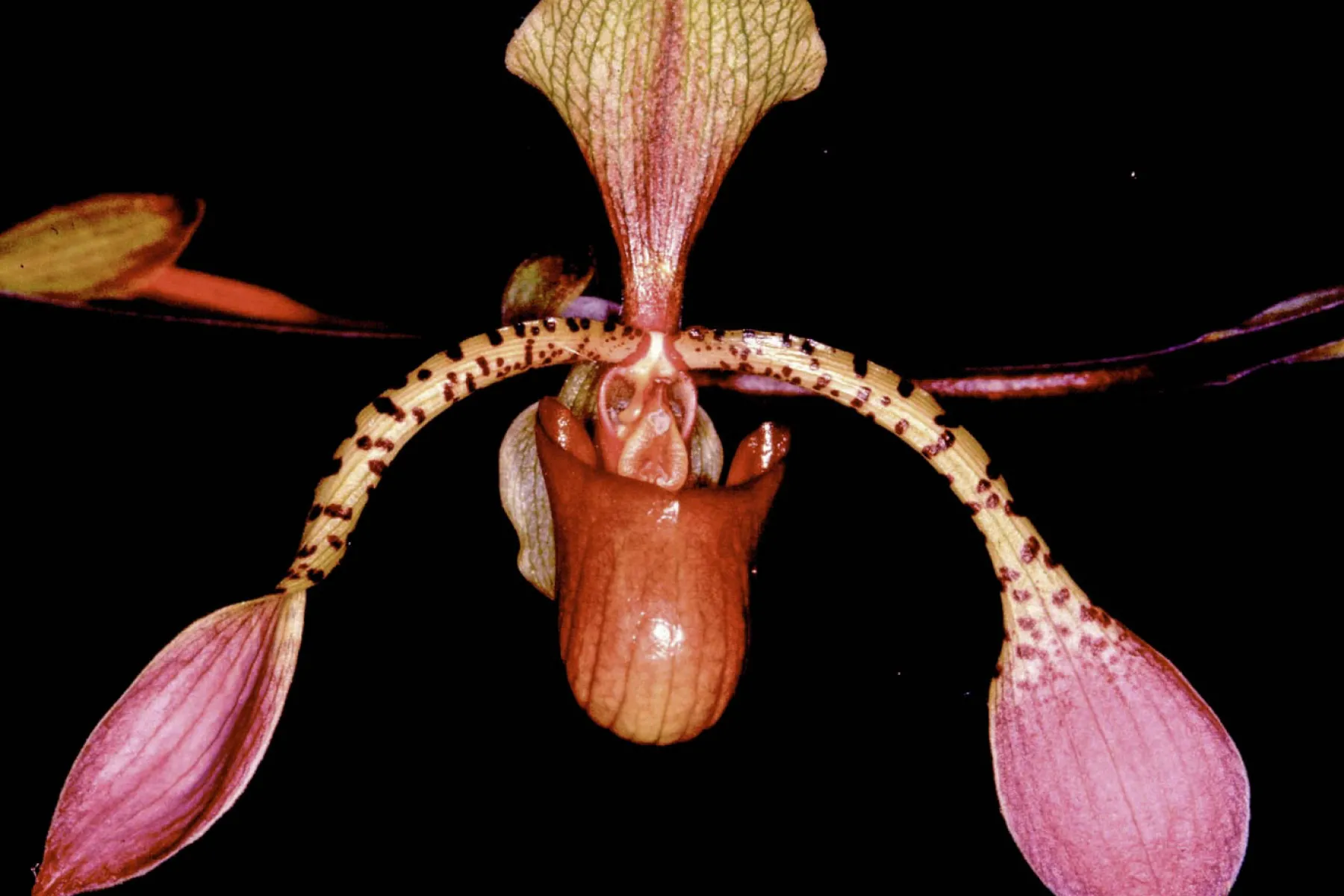 paphiopedillum lowii