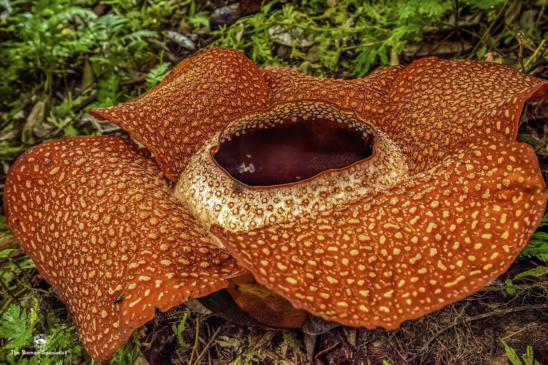 Rafflesia keithii, Bongol