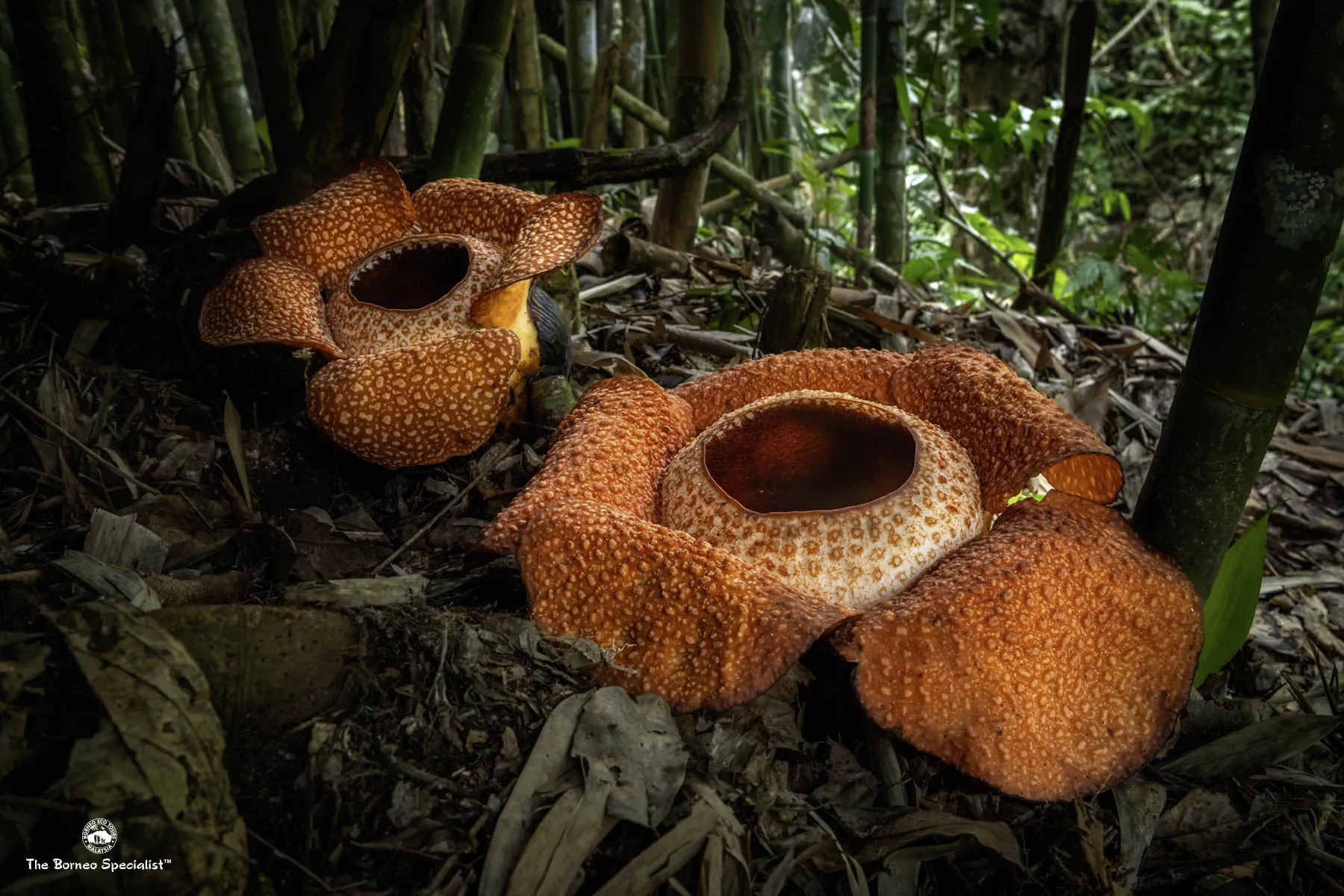 rafflesia keithii