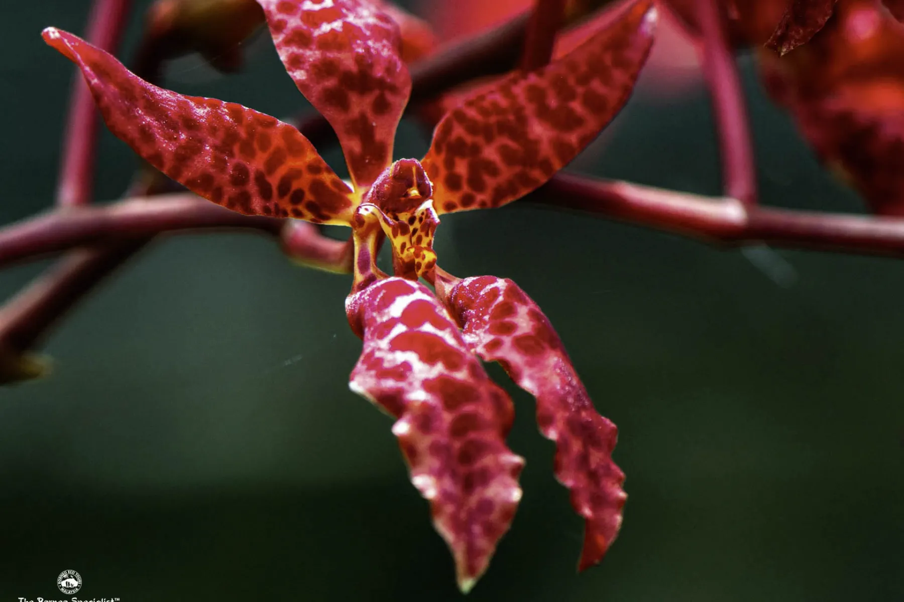 renanthera bella