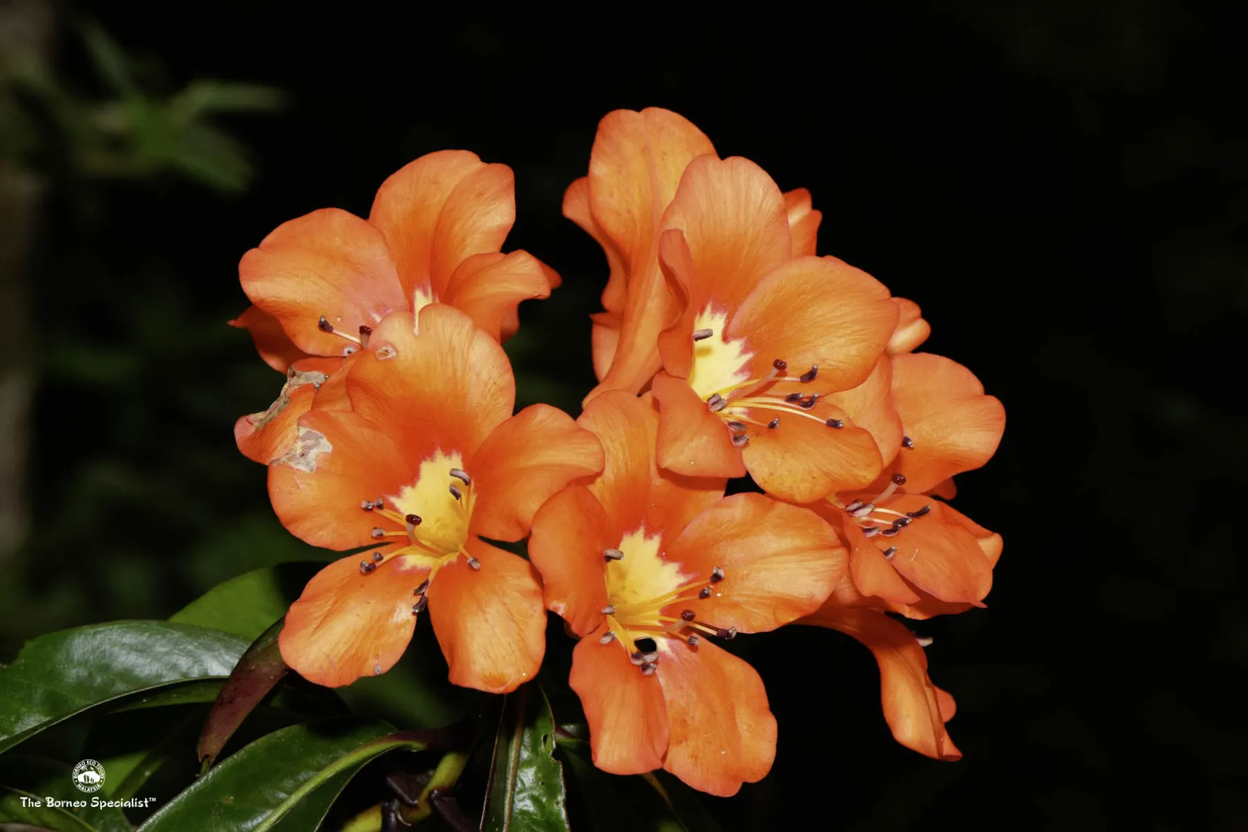 rhododendron brookeanum
