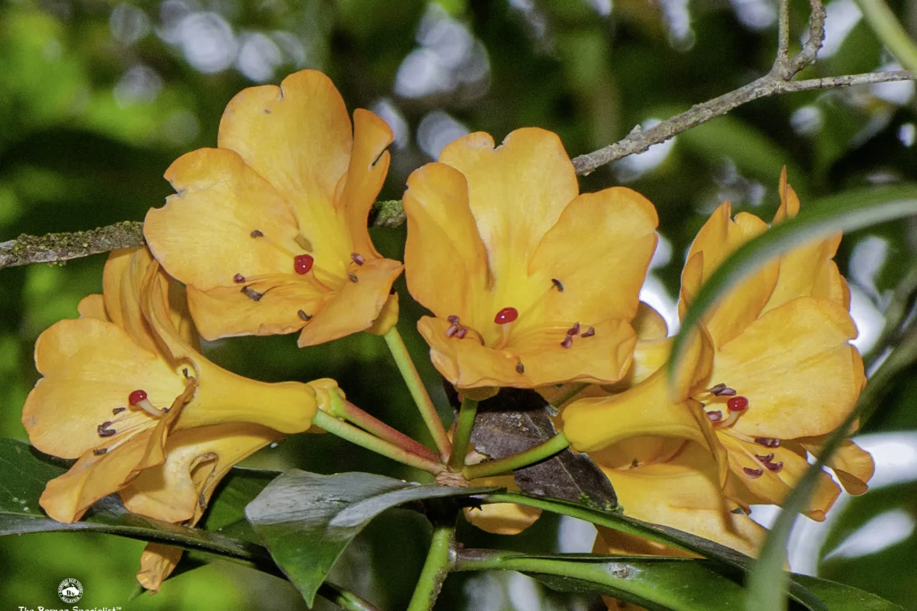 rhododendron lowii