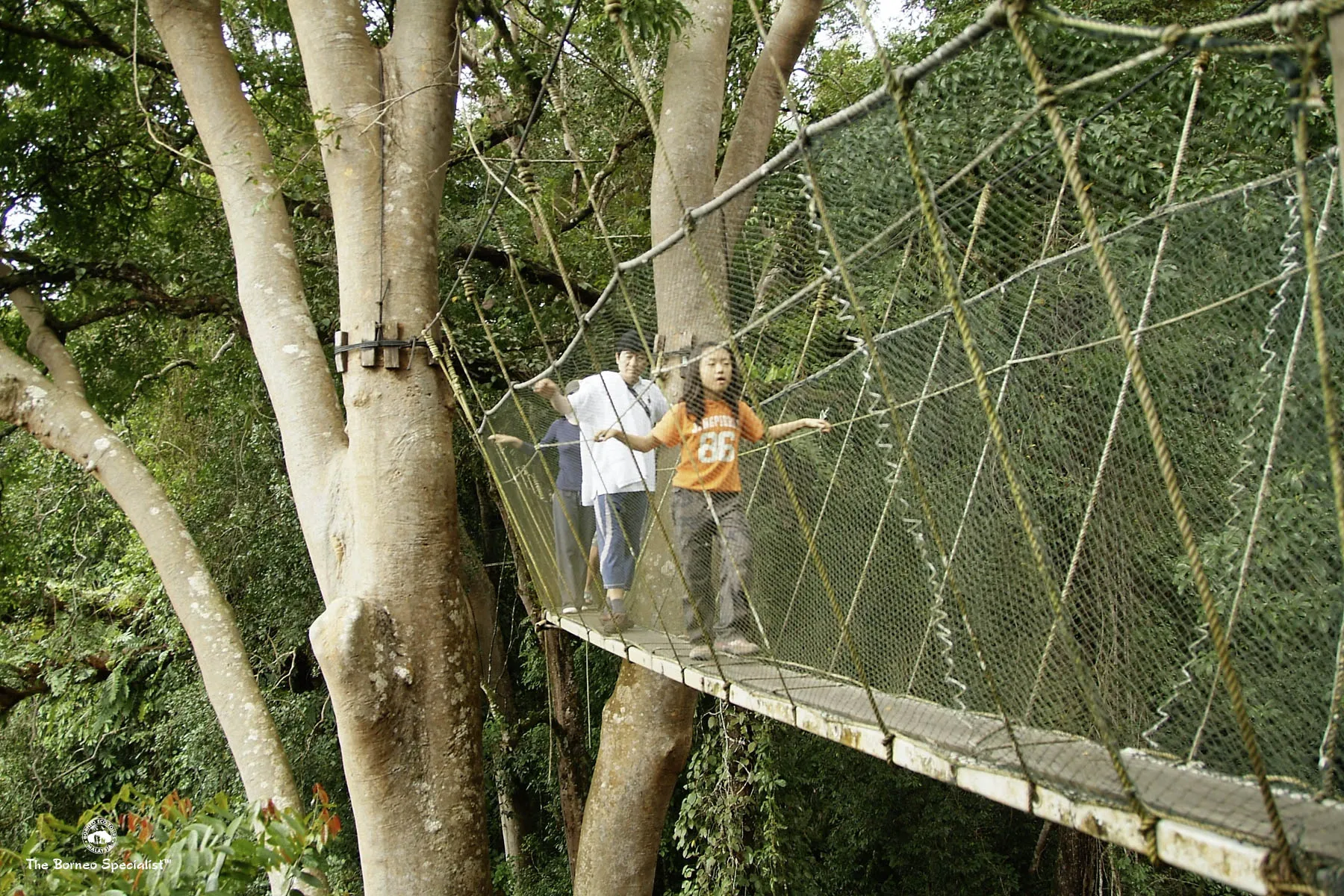 Canopy walkway, Poring