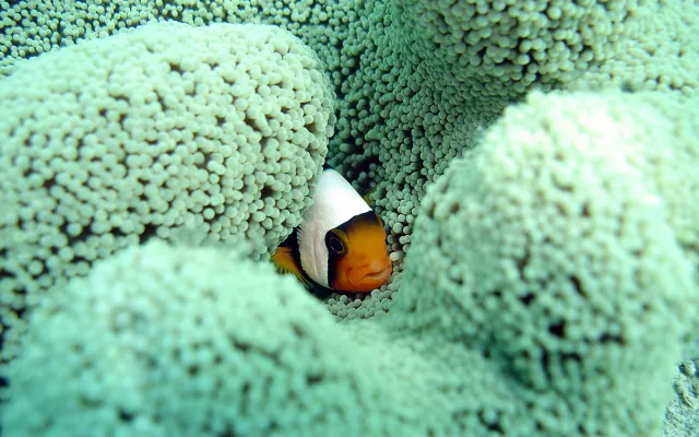 Diving at Sipadan, Rated Top 10 in the World