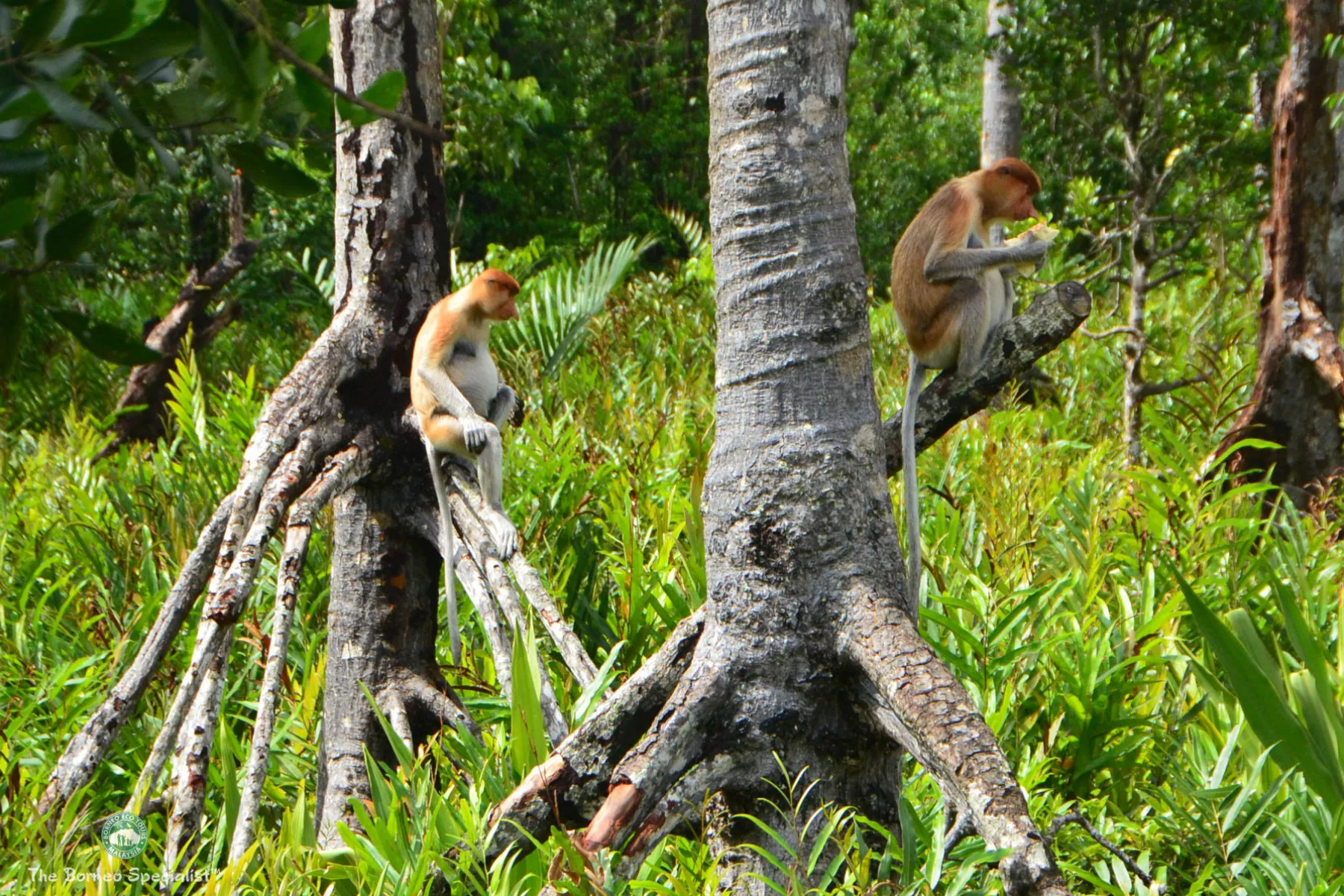Labuk Bay Proboscis Sanctuary