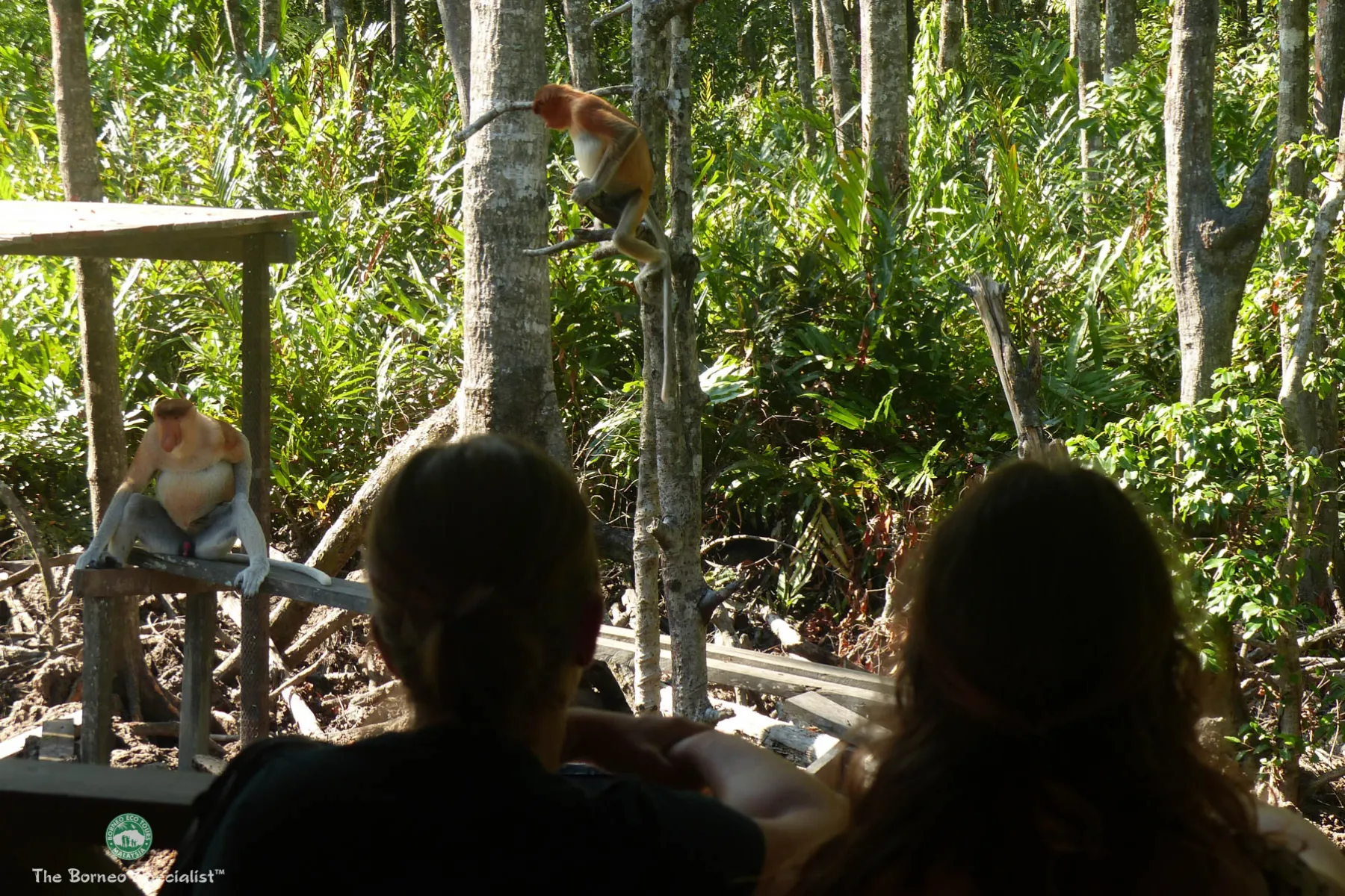 Labuk Bay Proboscis Sanctuary