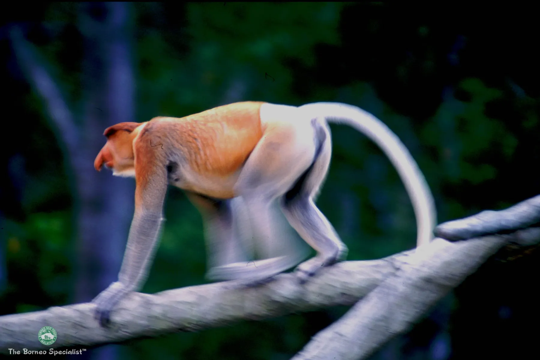 Male Proboscis Monkey at Labuk Bay