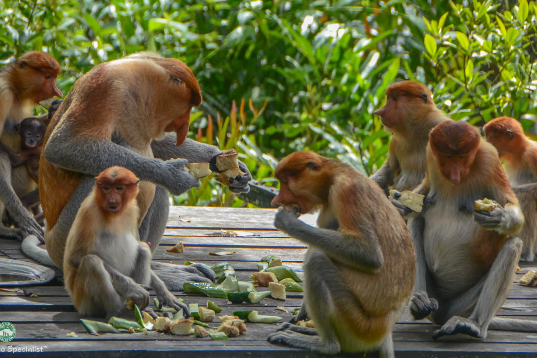 Proboscis monkeys