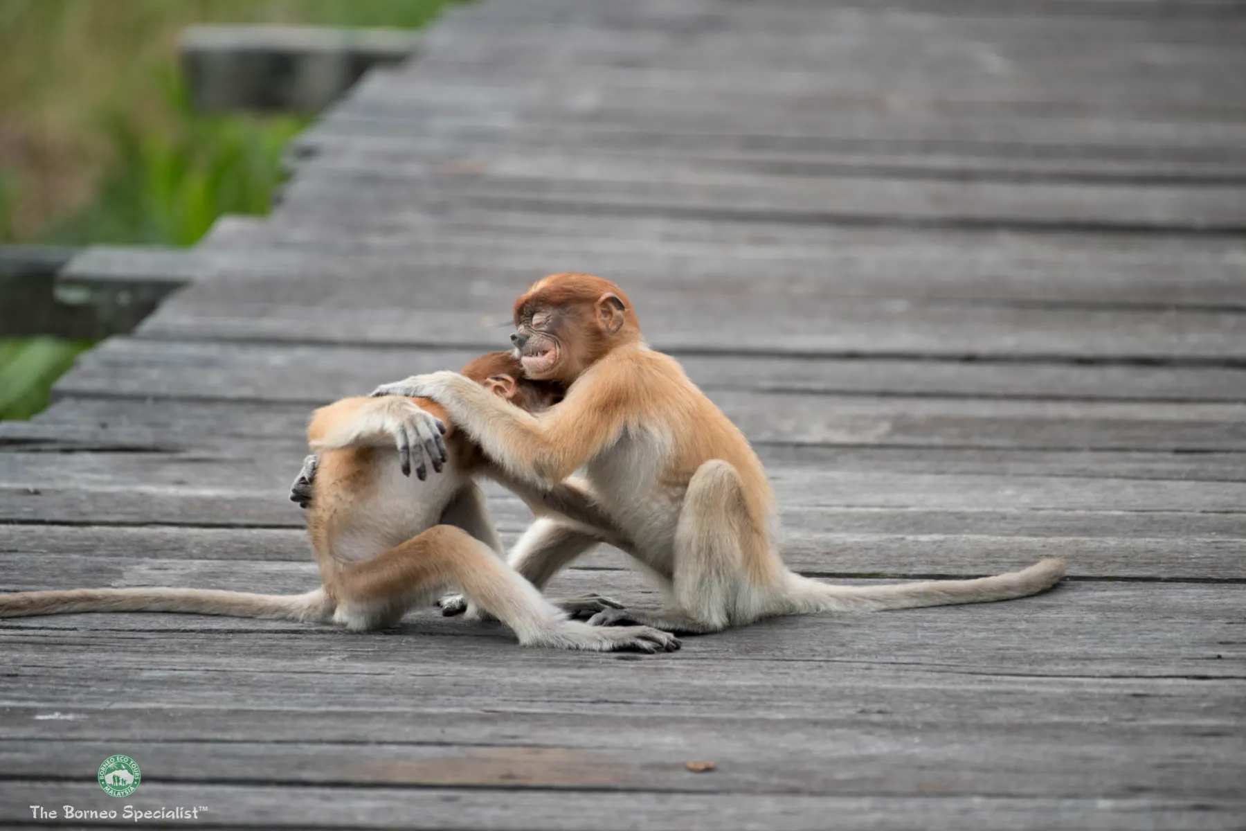 Baby proboscis monkeys