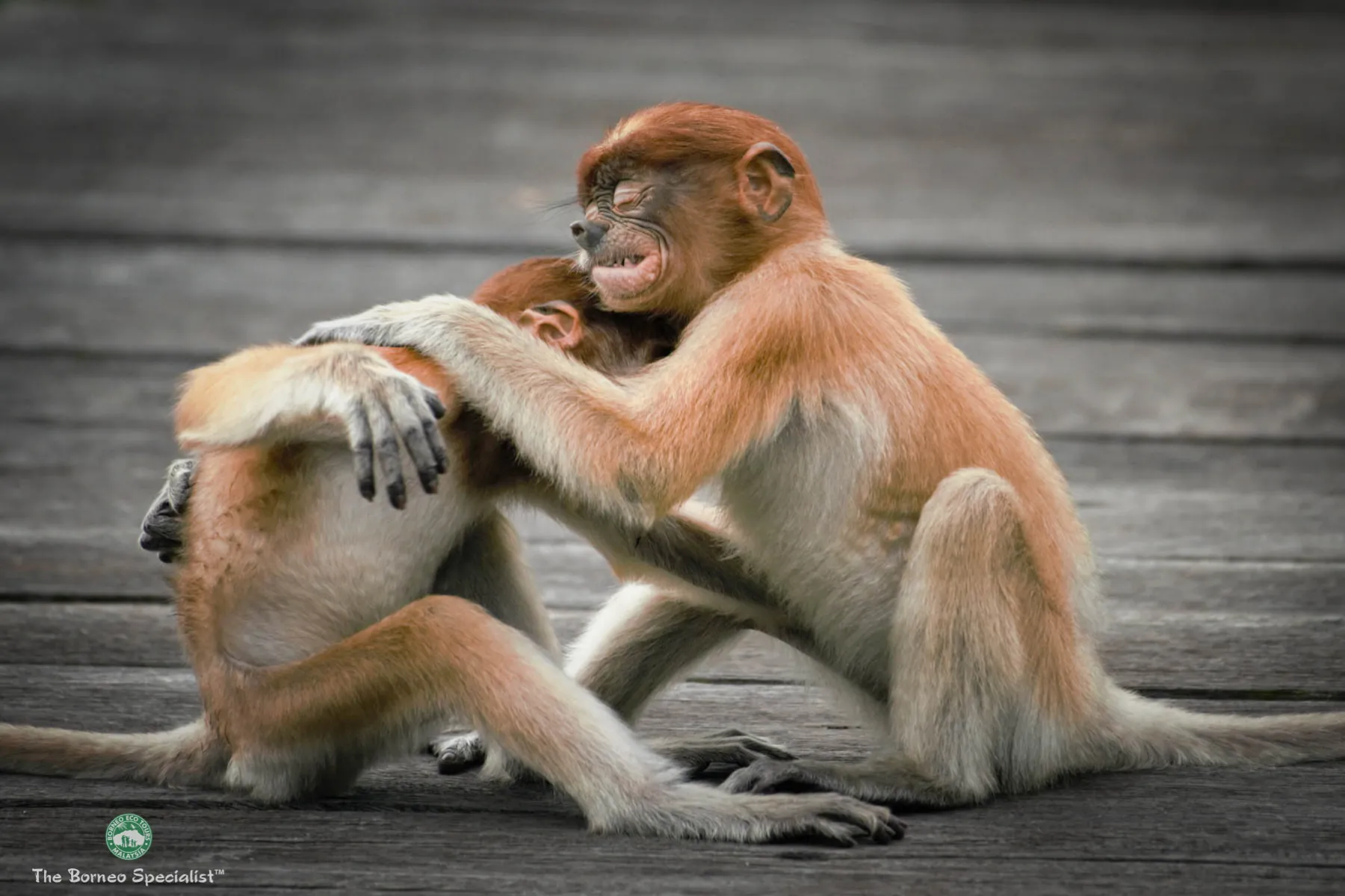 Young proboscis monkeys