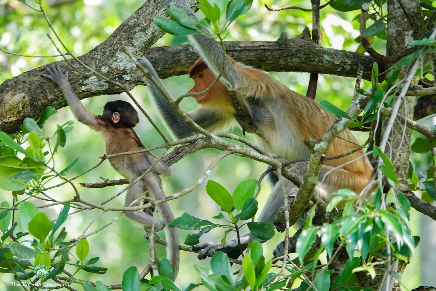 Baby proboscis learning to climb
