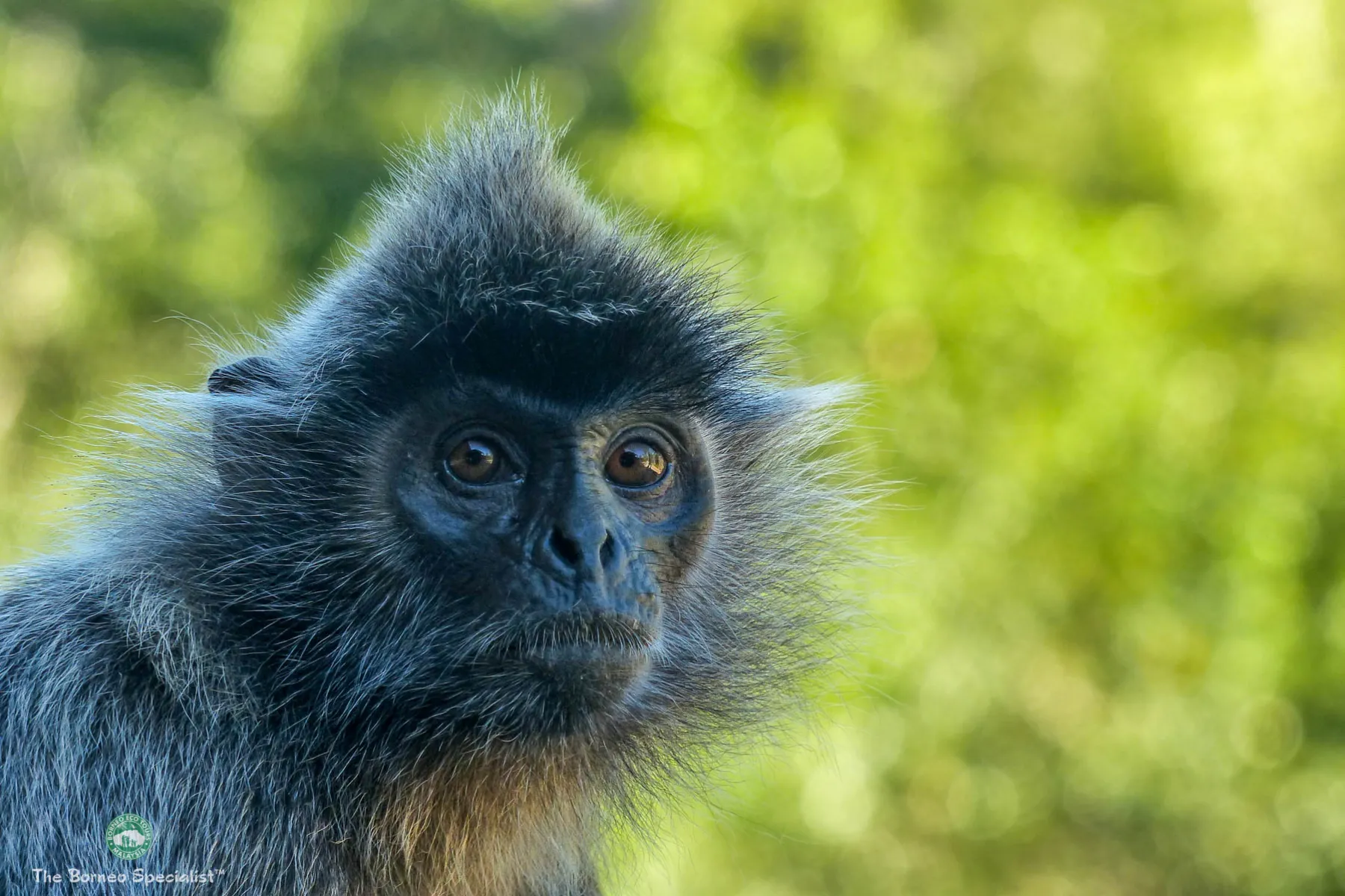 Silver Leaf Langur at Labuk Bay