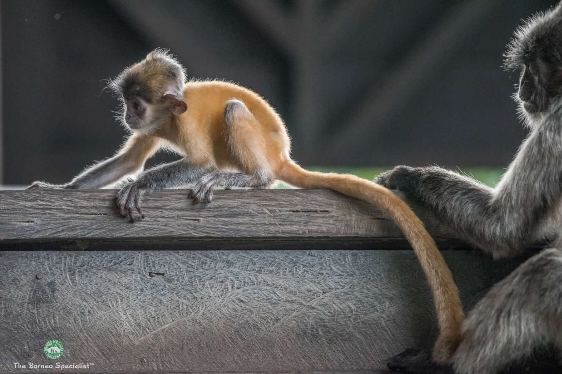 Baby silver leaf langur