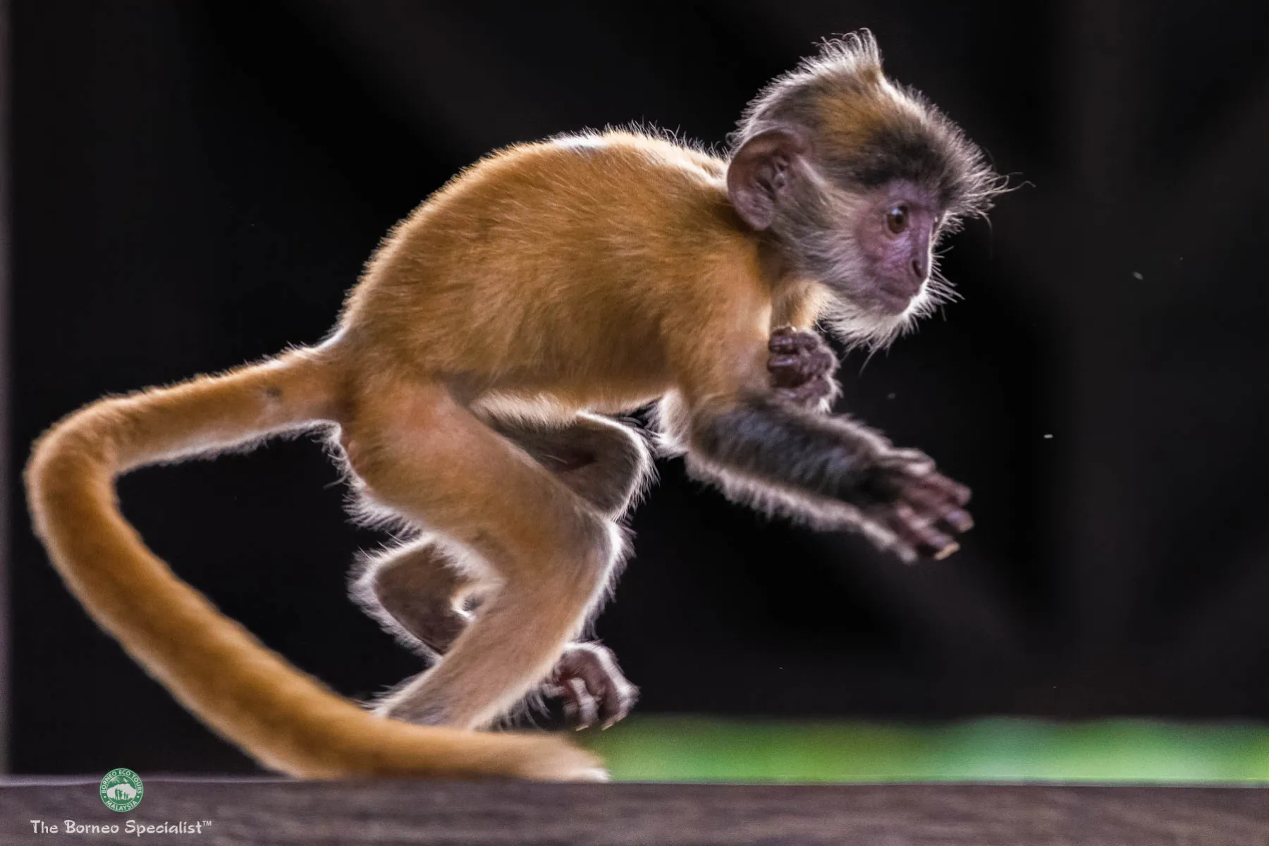 Baby proboscis monkey