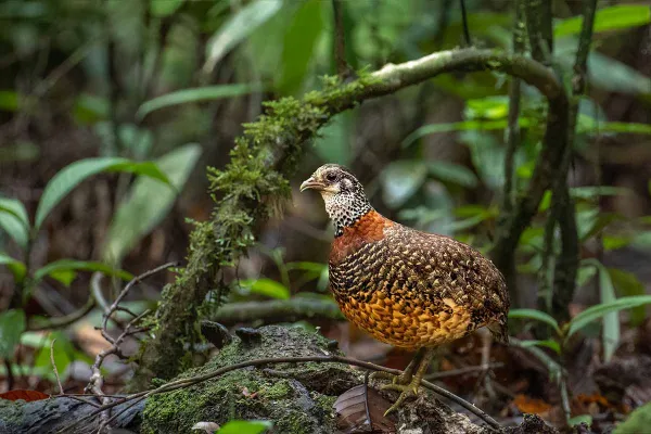 Maliau Nature Safari - Day 1