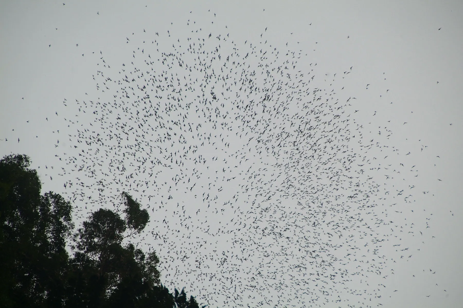 Bat exodus at Deer Caves