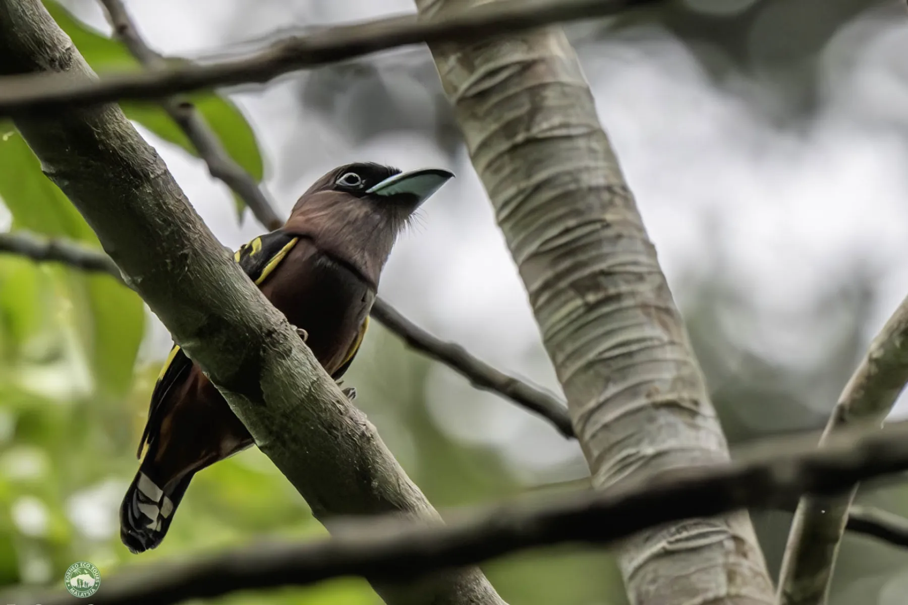 Banded broadbill
