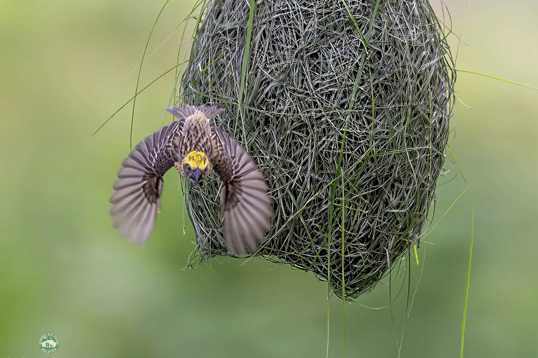 Baya weaver