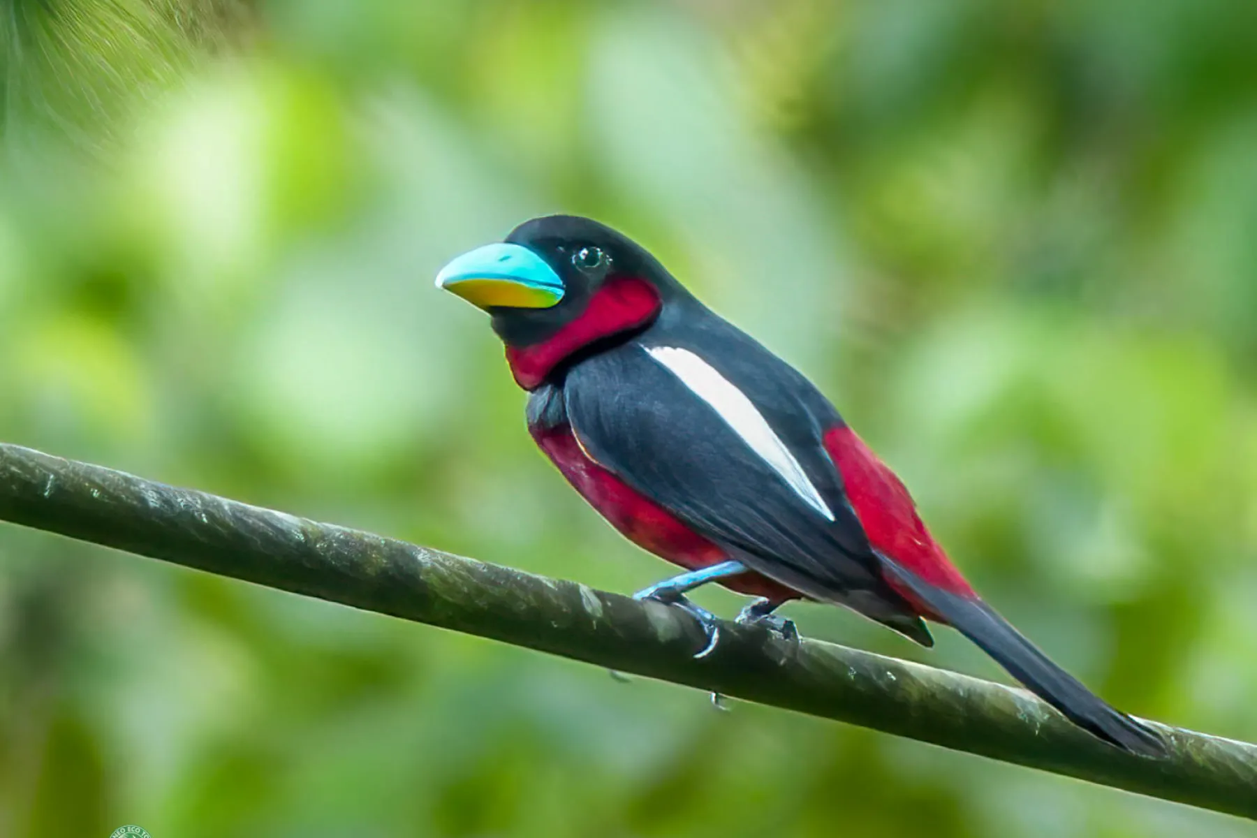 Black and Red Broadbill