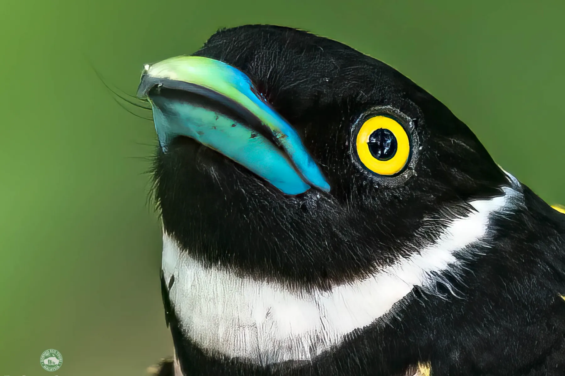 Black and yellow broadbill