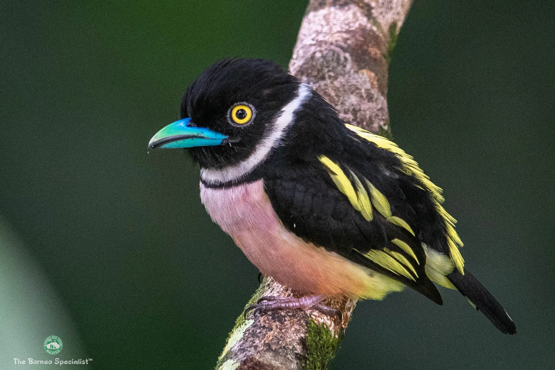 Black and Yellow Broadbill