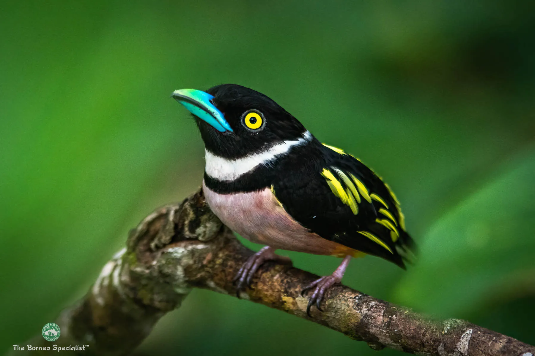 Black and yellow broadbill
