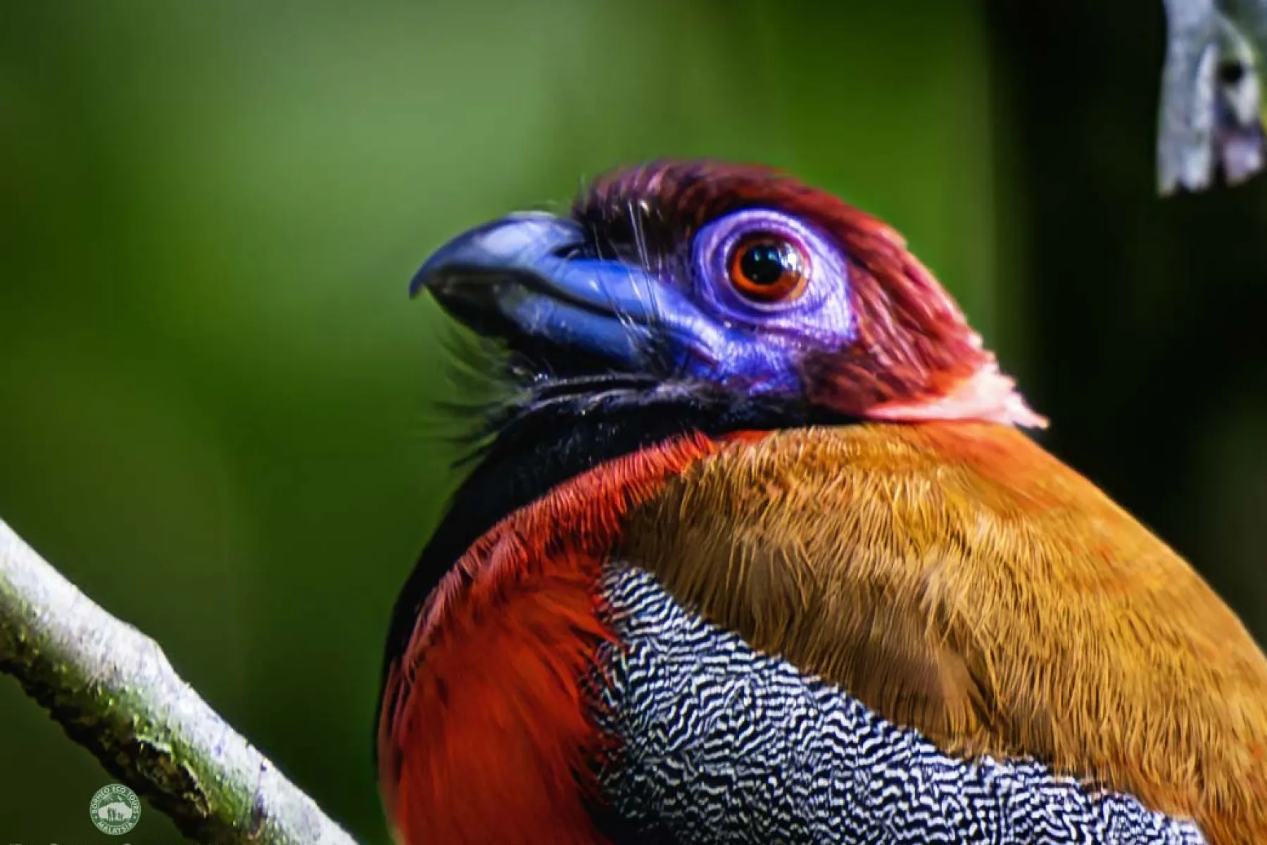 Diard's trogon