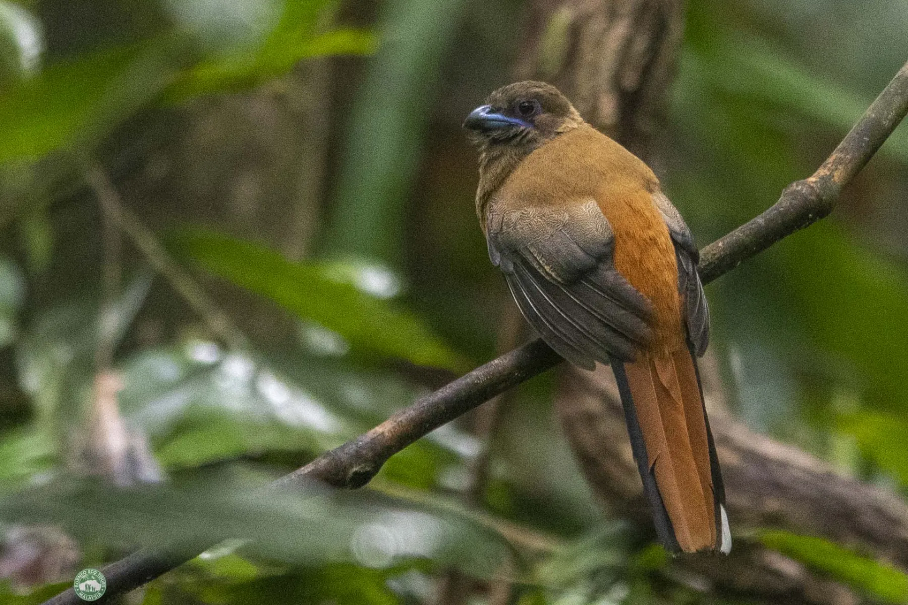 Diard's trogon