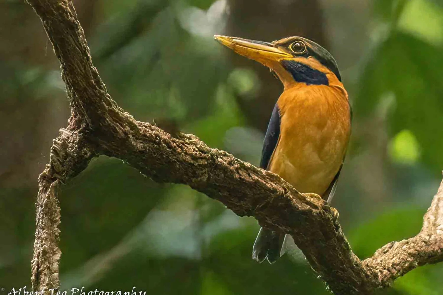 Rufous-collared kingfisher