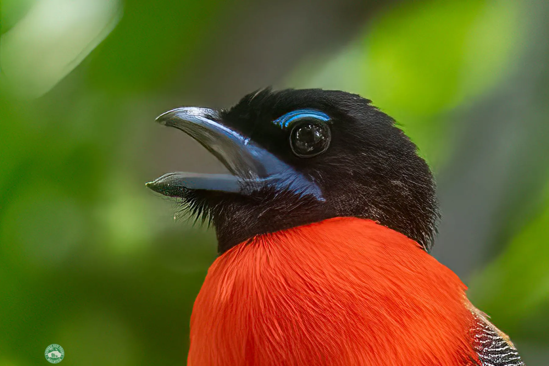 Scarlet-Rumped trogon