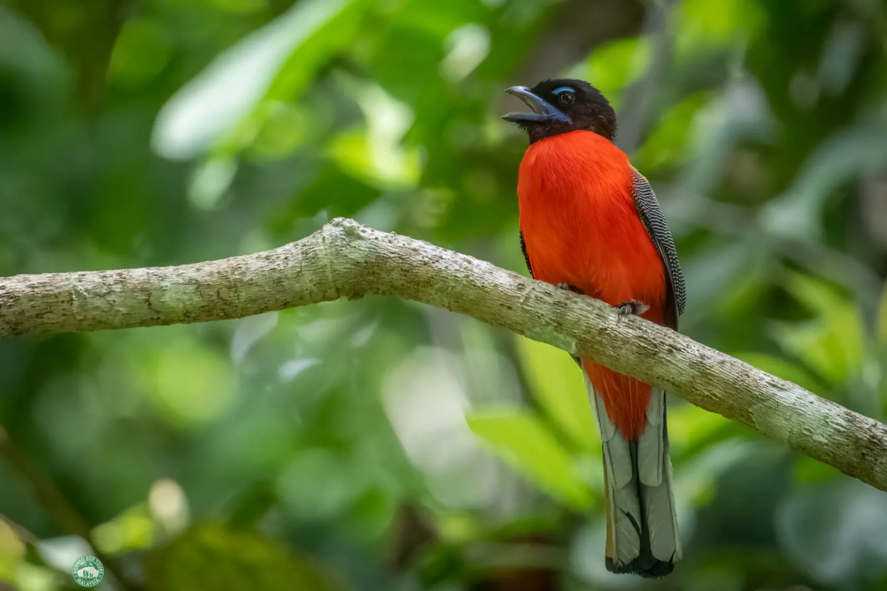 Scarlet-rumped trogon