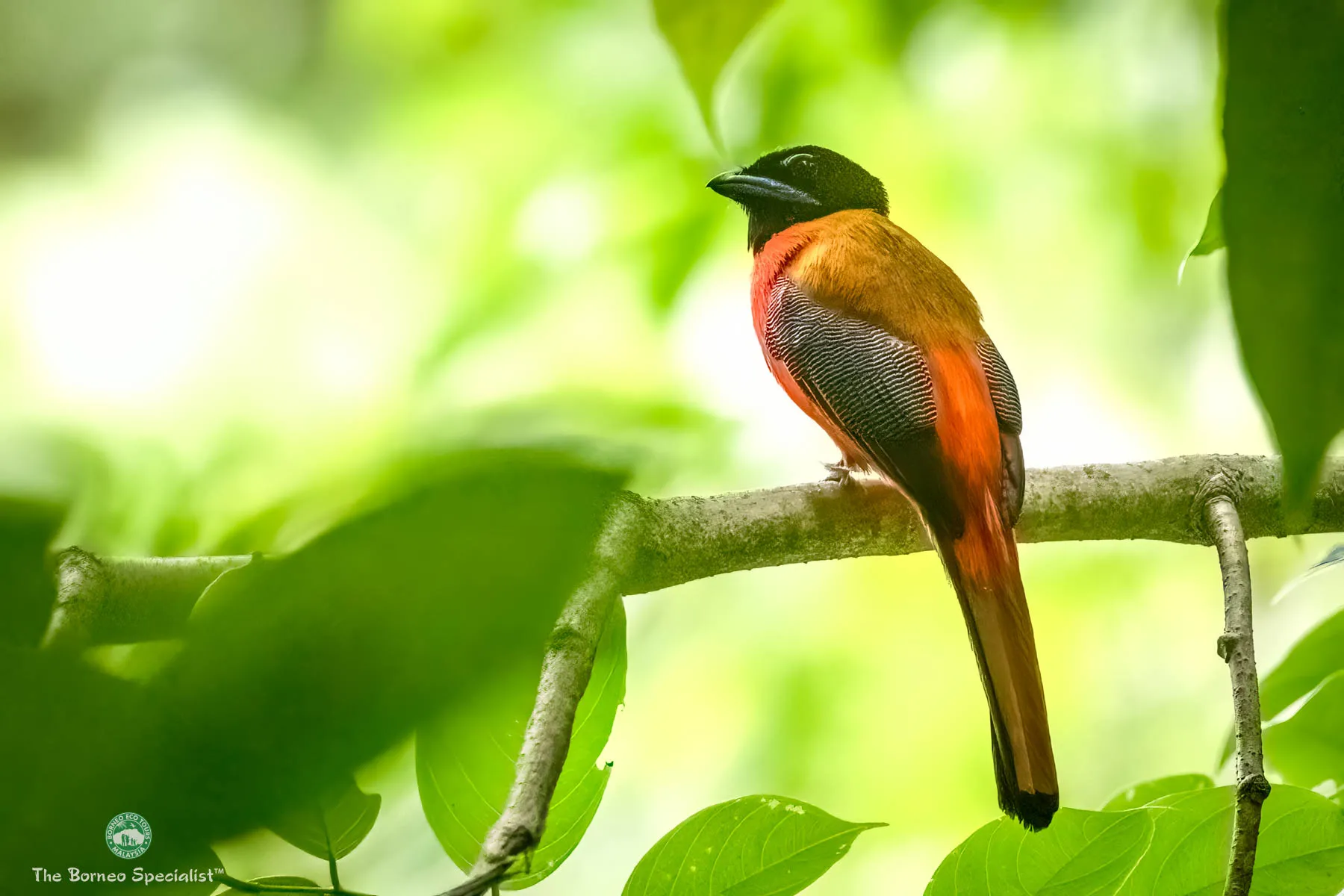 Scarlet rumped trogon
