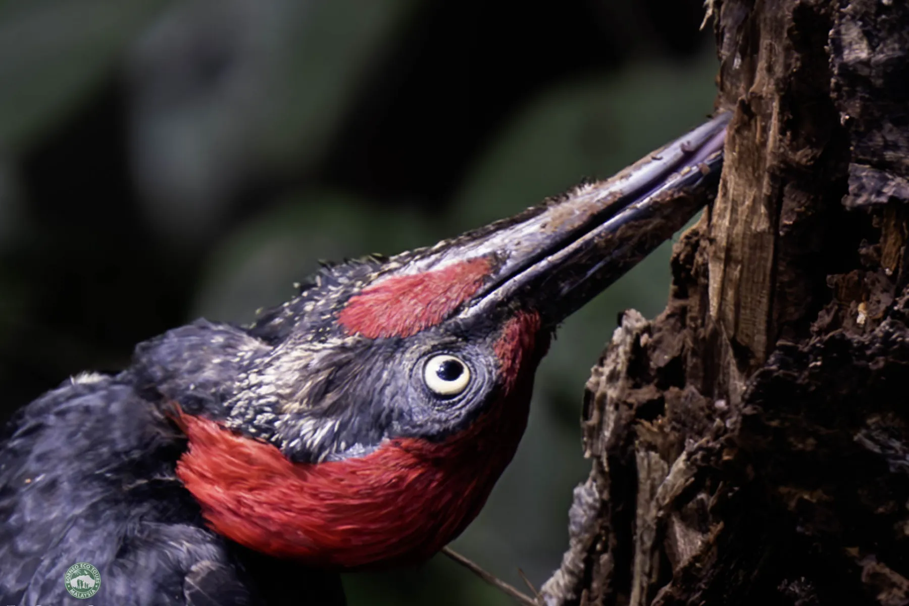 White-bellied woodpecker