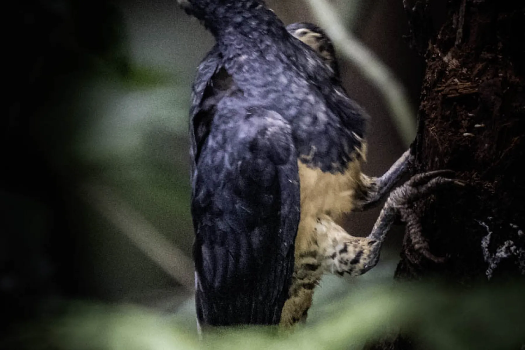 White-bellied woodpecker