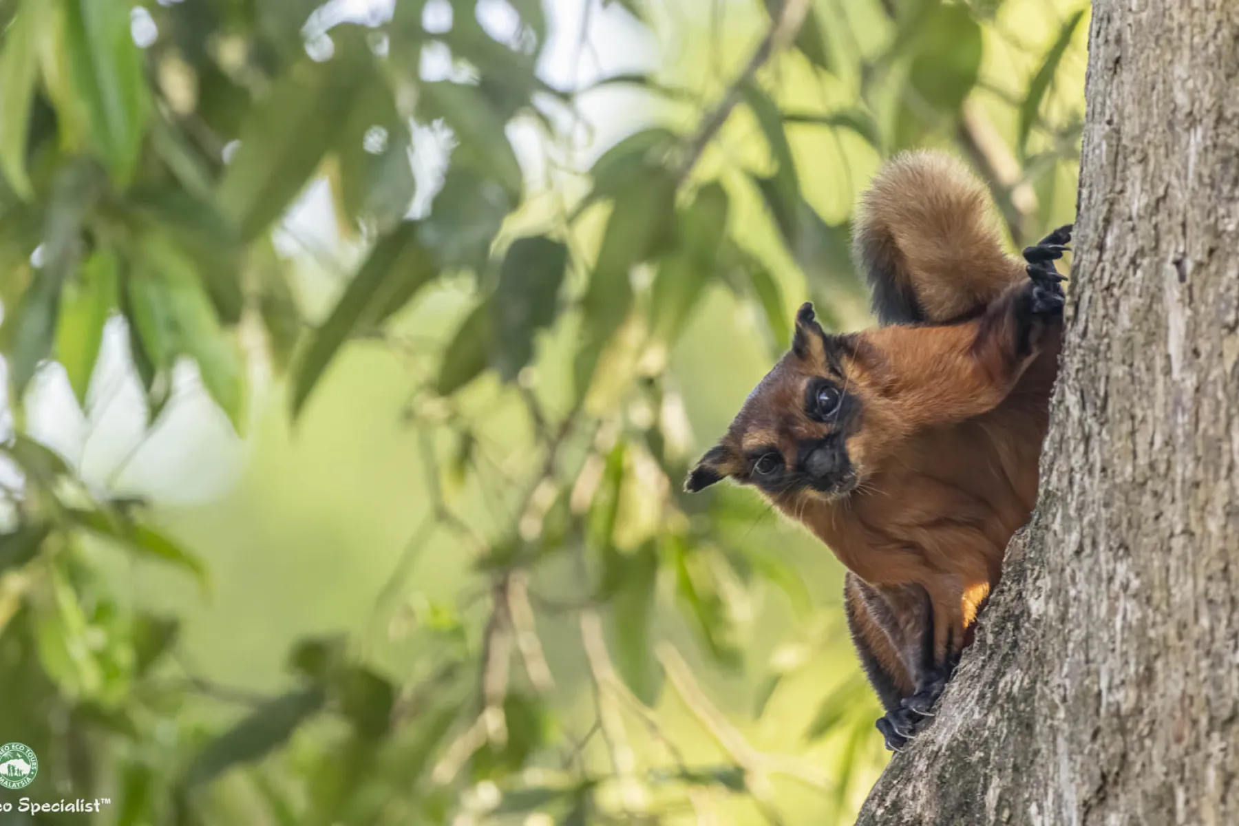 Red Giant flying squirrel
