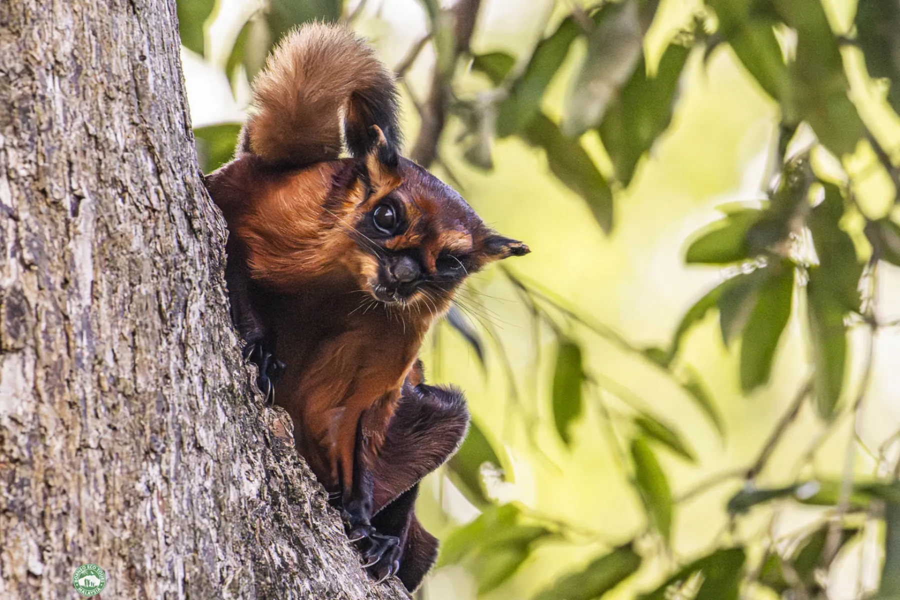 Red giant flying squirrel