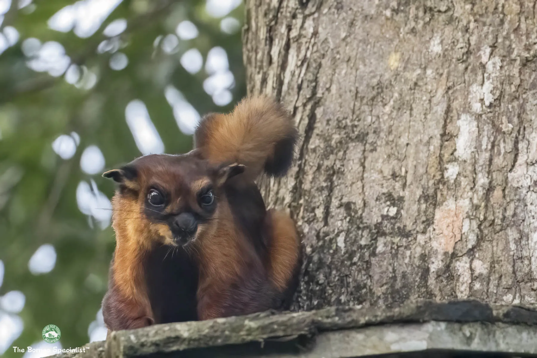 Red Giant flying squirrel