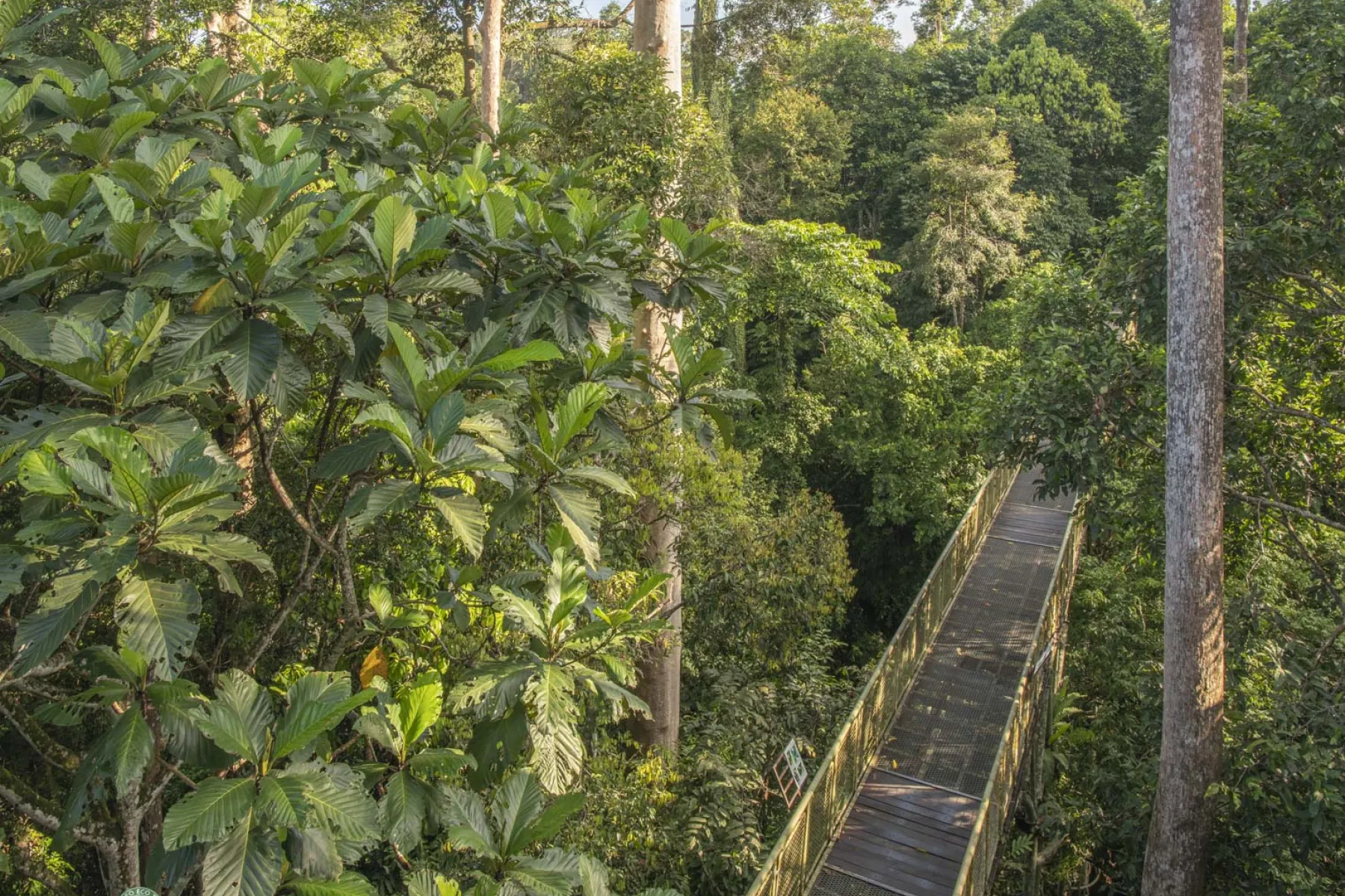 Rainforest Discovery Centre RDC canopy walkway