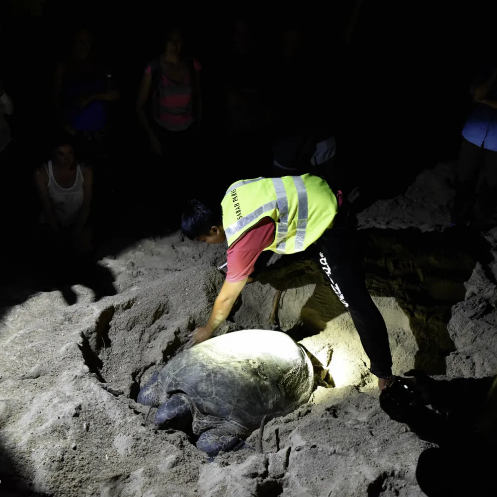 Turtle and Orangutan